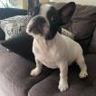 Isis, Bulldog Francés
