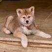Keiko