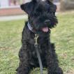 Villa Ossigi, Schnauzer nano
