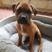Lucy, Staffordshire Bull Terrier