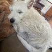 Jetpuff, Westies