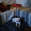 Wendy, American staffordshire terrier