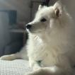 Oxy, Samoyedo