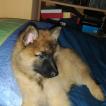 Rocky del colle ombroso, Cane da pastore belga