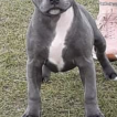 gus, Staffordshire Bull Terrier