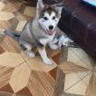 Maxi Lopez sull, Malamute De Alaska