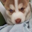 Arya Lop sull, Siberian Husky