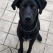 Oliver, Otros perros