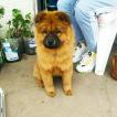 Kira, Chow Chow
