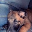 Mishka, Pastor Belga
