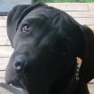 Ozzy, Cane Corso