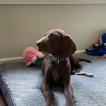 Echo, Braco Alemán De Pelo Corto
