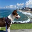 Joe Fraga, Border Collie