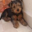 Zen, Yorkshire Terrier