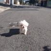 Floquinho