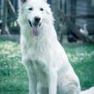 Reykja, White swiss Shepherd Dog