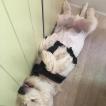 Ripley, West Highland Terrier