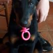 Shelby, Pastor Beauceron