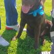 Forest, Labrador Retriever