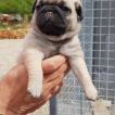 Perle, Carlino