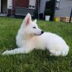 Scita, White swiss Shepherd Dog