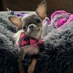 Xena, Chihuahua
