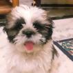 Muffy, Shih Tzu