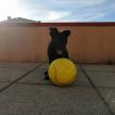 ÍRIS, Perro Pastor Alemán