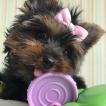 Luna, Yorkshire Terrier