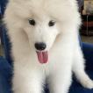 Kyler, Samoyedo