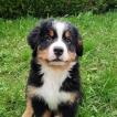 STING, Bernese Cattle Dogs