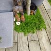 STANN, Beauceron