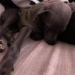 Wendell, Whippet