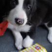 Tiquin, Border Collie