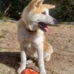 Iroh, Akita Inu
