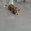Kakashi hatak, Shih Tzu