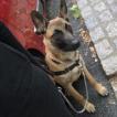 Push K, Pastor Belga Malinois