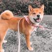 Bagel, Shiba