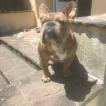 Julio, Bulldog