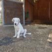 Laika, Mastín español