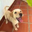 Tokio, Labrador Retriever