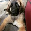 Slava, Leonberg