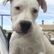 R’Tess, Dogo Argentino