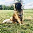 Pashka, Leonberg