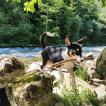 Suki, Autres Chiens