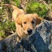 Remus, Golden Retriever