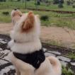 Simba, Chow Chow