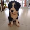 Panda, Border Collie