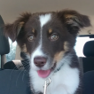 Rebel, Border Collie