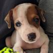 Lua, Pinscher (Alemán)